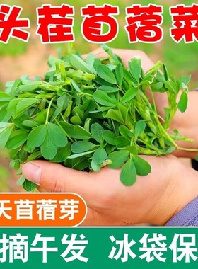 陕西头茬半野菜苜蓿菜金花菜草头菜草头新鲜采摘食用苜蓿2/3/4斤