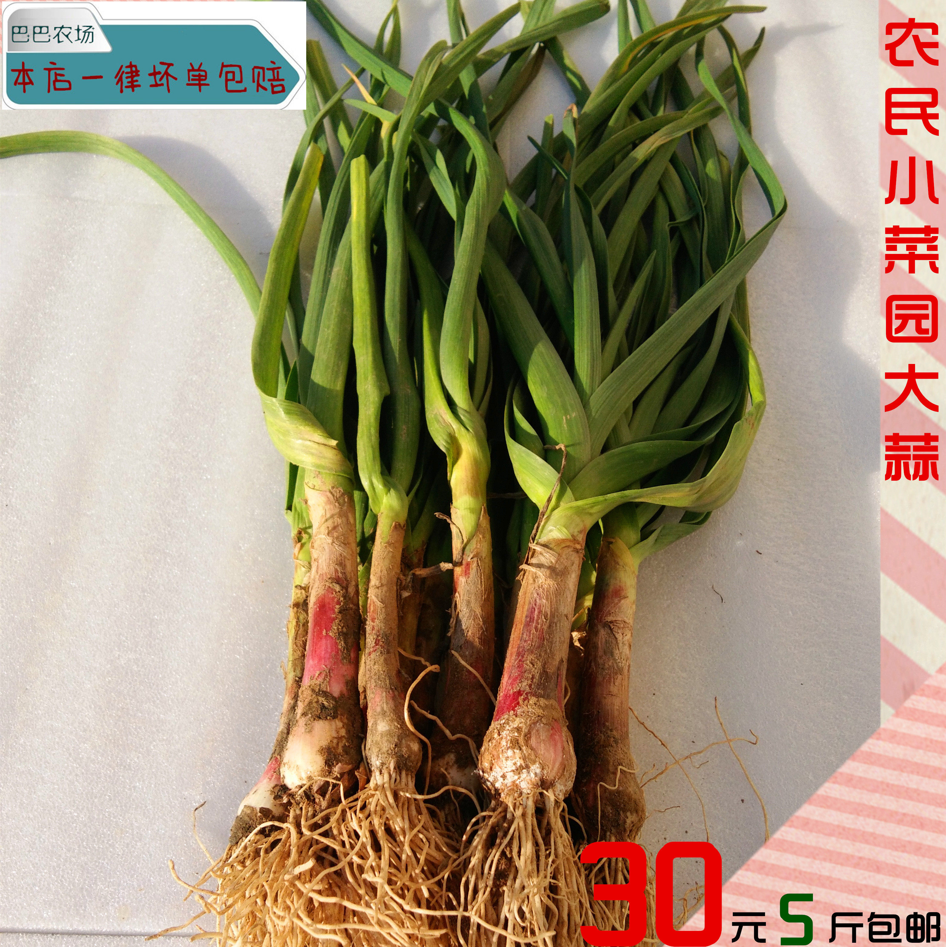 巴巴农场直销红皮大蒜苗新鲜蔬菜小蒜苗农家自种现挖青大蒜叶香蒜