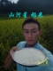 山河星香米水稻大米农场晶两优软米糙米贡米丝苗米水稻米汕稻大米
