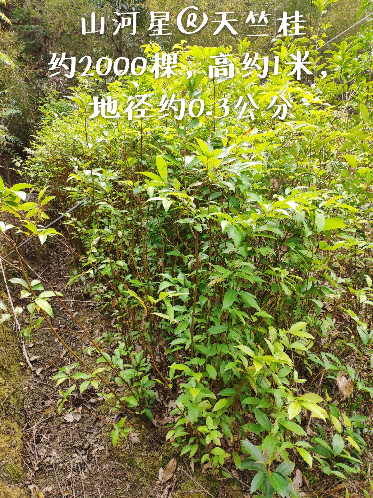 普陀樟香叶树苗卤料天竺桂阴香树苗香料野草土福建月桂皮三明香樟