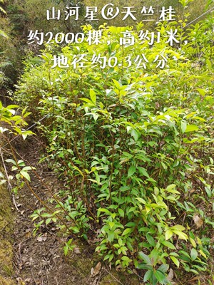 普陀樟香叶卤料天竺桂阴香 绿化小树苗 中草土福建月桂皮三明香樟