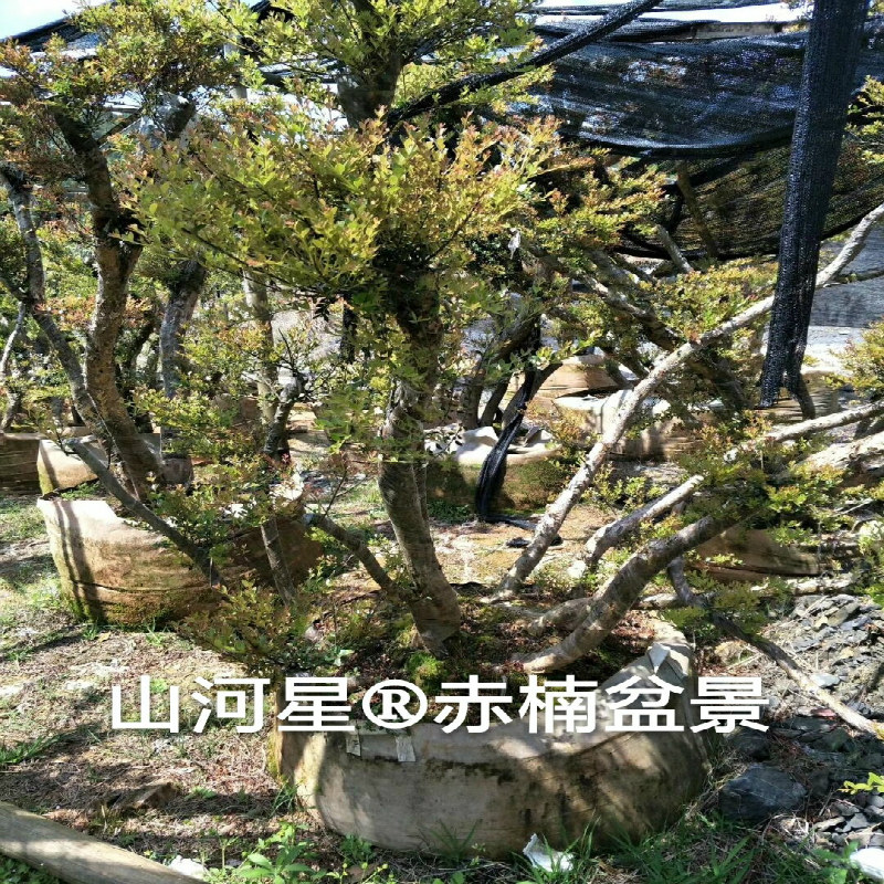 山河星 果树新桩老桩三叶红芽 赤楠盆景树桩山石榴小叶鱼鳞木树苗