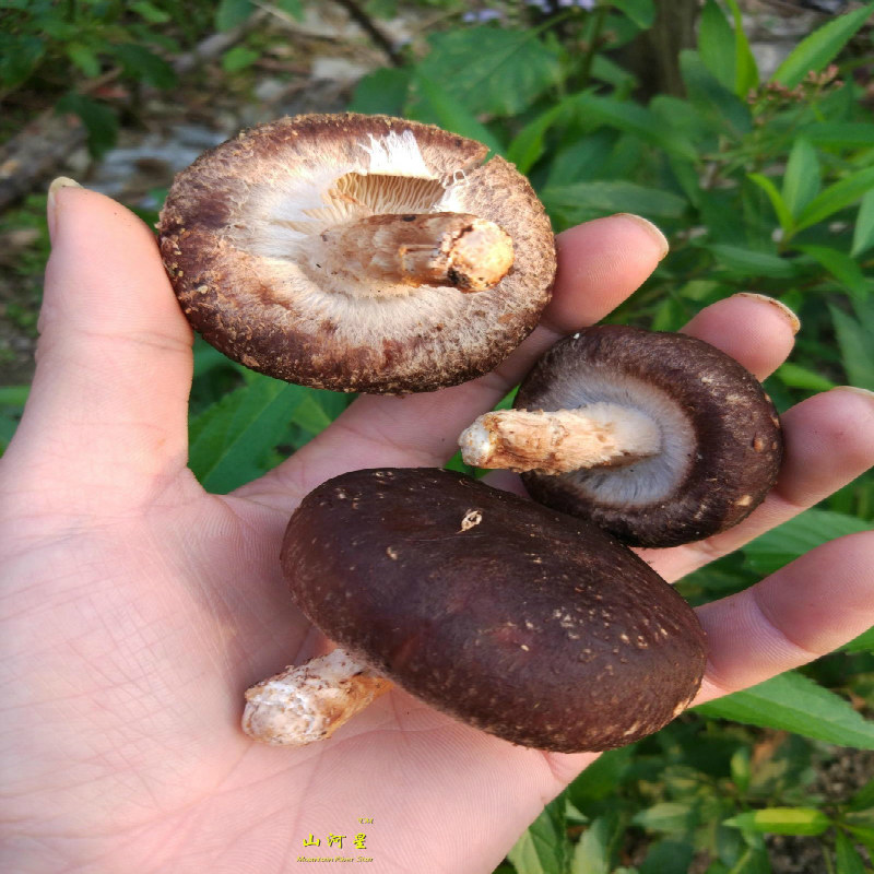 山河星野生农家香菇干货冬菇木头蘑菇冬菇金钱菇食用菌椴木花菇闽