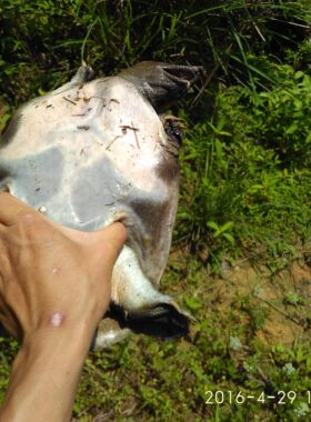 山河星水库老鳖野鳖土菜甲鱼水鱼团鱼泉水鱼土鱼闽三明清流九龙湖