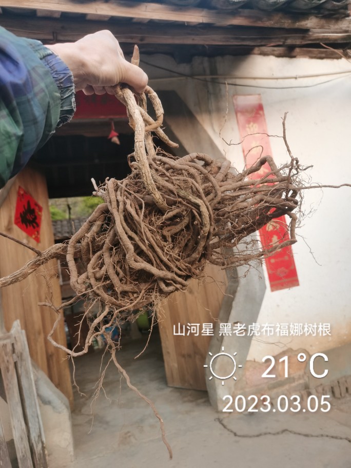黑老虎牛奶菇根酒饭团布福娜树根野菜膳菠萝葡萄福建三明清流1斤