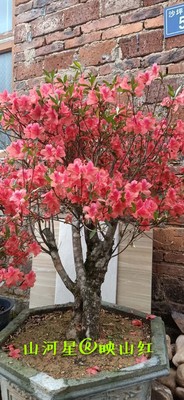 映山红杜鹃花新桩老树桩盆景树头赤楠小叶山黄杨鱼鳞木现挖树苗闽