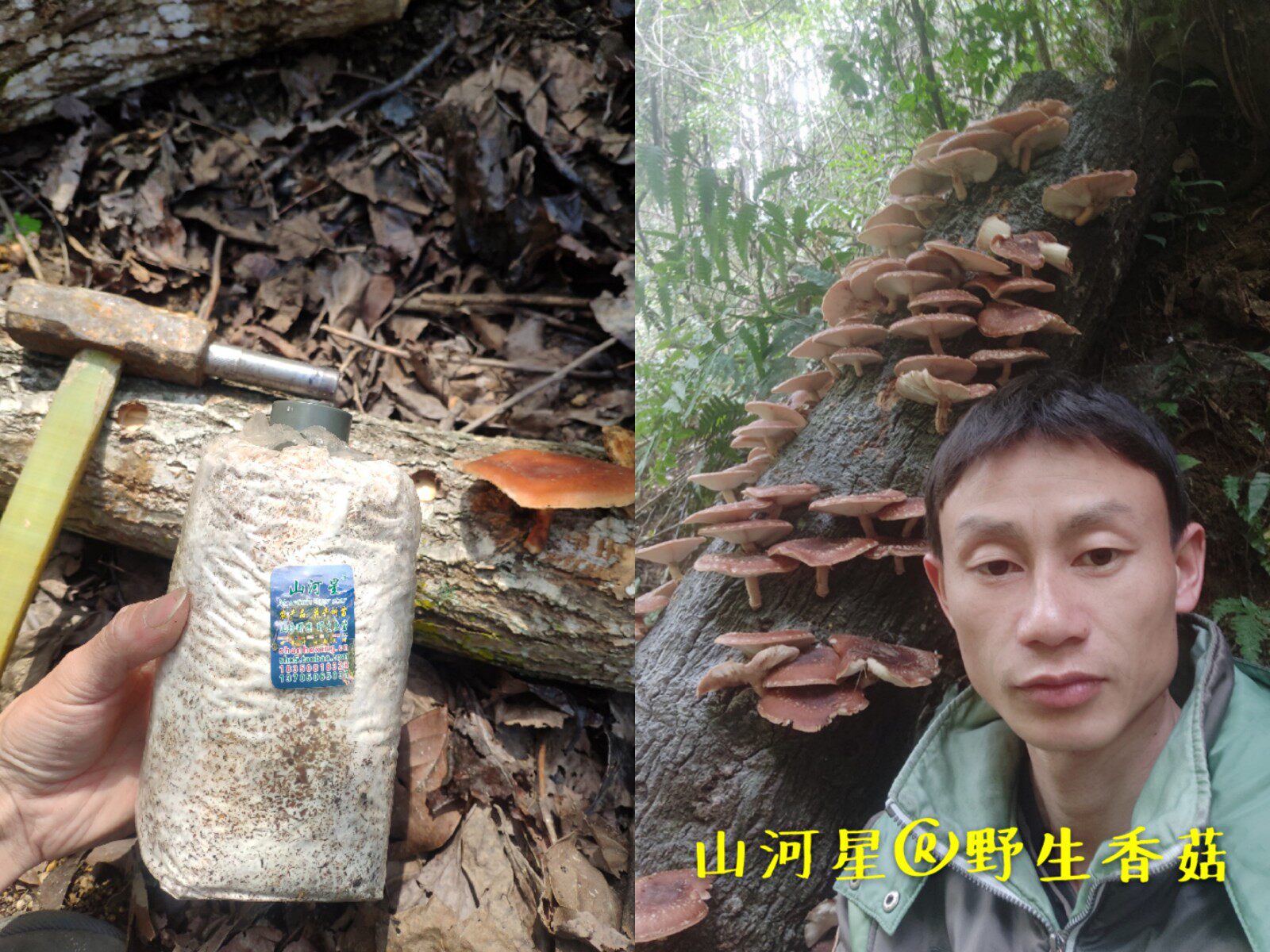 山河星福建椴木香菇盆景菌袋母种盆栽原种树菇棒冬菇食用菌蘑菇菌