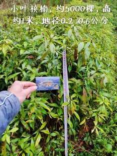 闽楠 小叶桢楠 金丝楠木苗 树苗 种子苗四川红木福建三明滇润紫楠