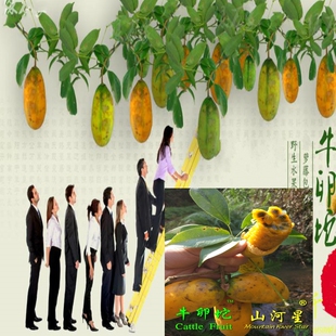 山河星 野果牛哈卵牛卵坨拿藤包八月炸果八月瓜九月黄木通果 9个