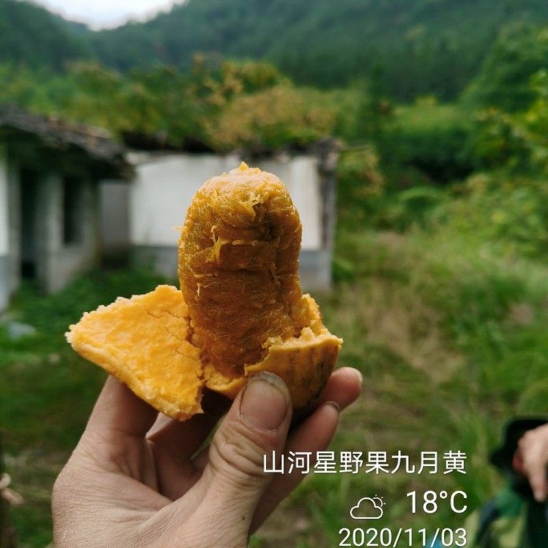 闽新鲜野生水果牛郎果牛哈卵九月瓜拿藤包牛卵坨 九月黄金蕉 4斤