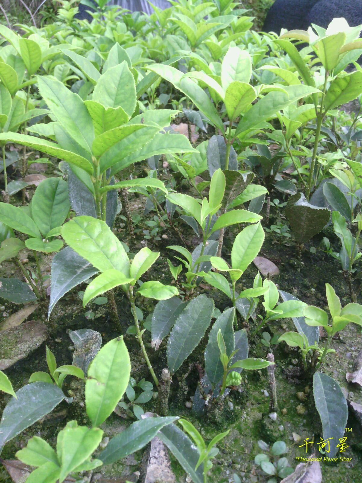 四季常绿万年青别墅庭院园林景区农场土木工程造林植树节绿化树苗