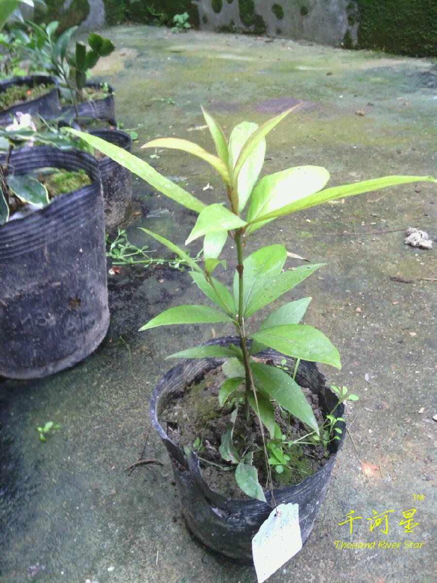 闽楠 滇润香楠 紫金 桢楠 金丝楠木 树苗种珍惜名贵红木福建三明