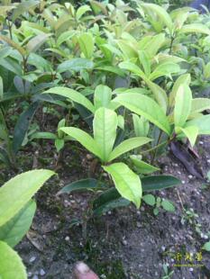 香花树四季 桂花丹红 珍贵 绿化小树苗中草土 福建三明千河星农业