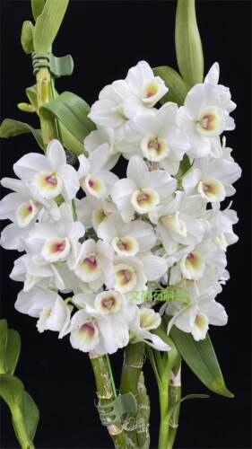 【美梦】-文静兰园杂交春石斛易养易活爆花美丽洋兰批发高端精品