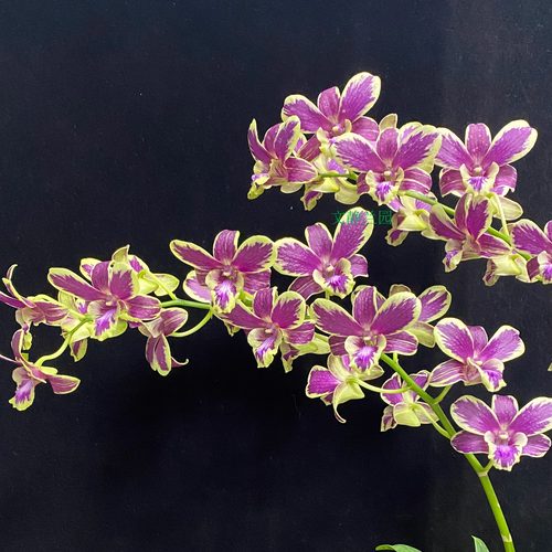 【大黄泼】-文静兰园秋石斛易养易活爆花美丽洋兰批发高端精品