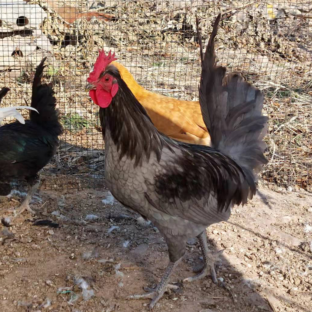 凤头瓦灰鸡 灰贵妃鸡种蛋 观赏鸡 宠物鸡种可孵化鸡蛋 元宝鸡蛋