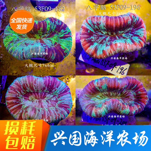 八字脑珊瑚海水鱼缸海洋软体脑类