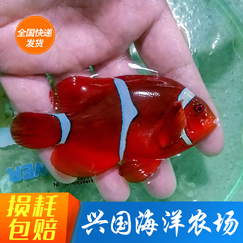 透红小丑 雀鲷科棘颊雀鲷属公子红小丑金透红珊瑚活体海水鱼兴国