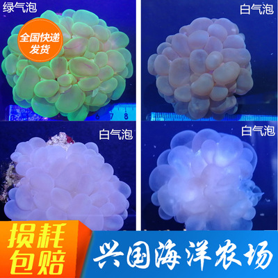 气泡珊瑚海水兴国海宠物荧光绿