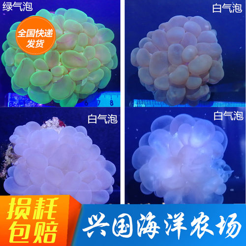 气泡珊瑚海水兴国海宠物荧光绿
