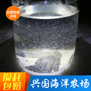 水溞蚤扁跳虾海水生物浮游动物开口丰年虾 桡足 活体海洋桡足类