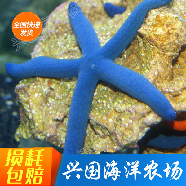 蓝海星 手指软指海星 海水鱼活体珊瑚海洋小丑 清洁生物快递包活
