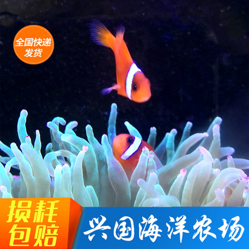红小丑人工活体海水观赏鱼特价