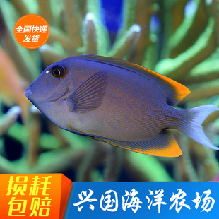 火箭吊 活体海水鱼 火炬吊蓝眼吊海缸吃藻除藻吊类观赏宠物鱼包活