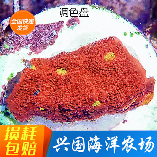 图选调色盘珊瑚硬骨海水鱼珊瑚