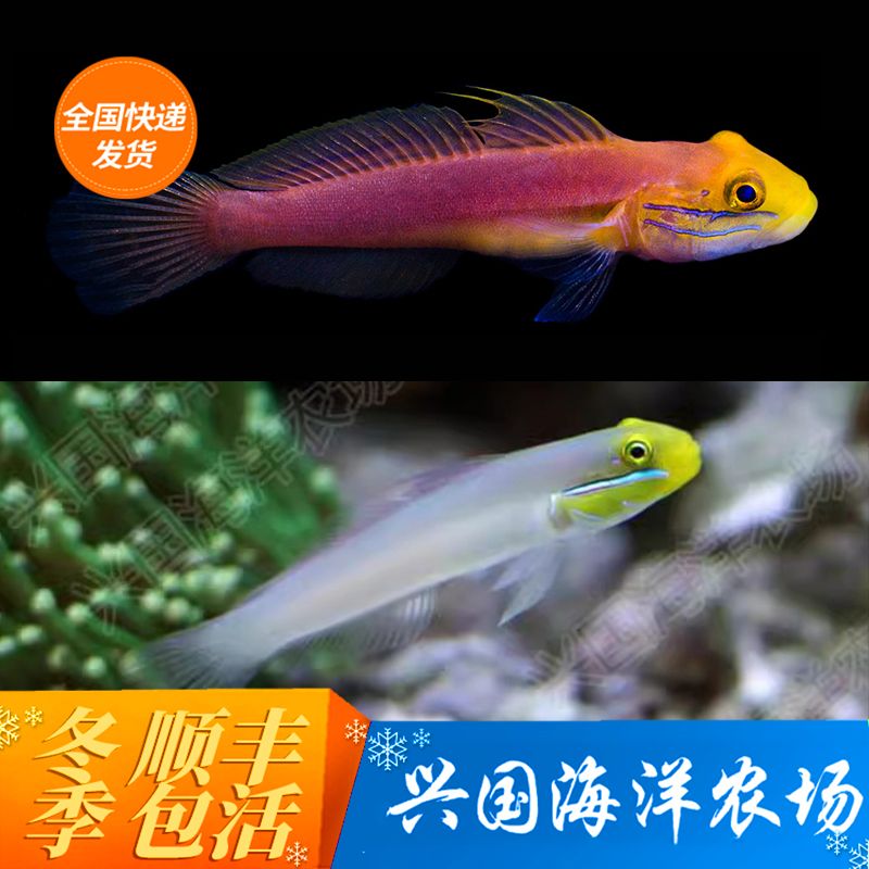 金头虾虎鱼翻沙蓝纹古B海水鱼