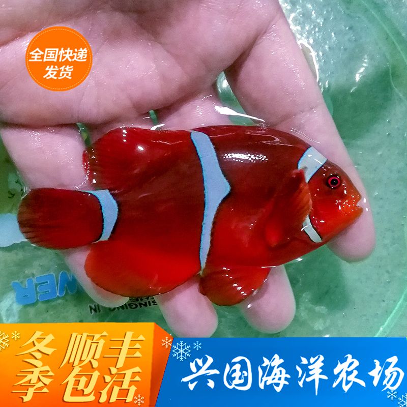 活体海水鱼小丑鱼珊瑚海葵公子