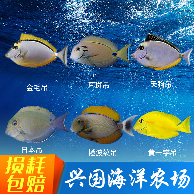 天狗吊 金毛吊一字吊橙波纹耳斑吊 海水观赏鱼活体吊类 快递包活