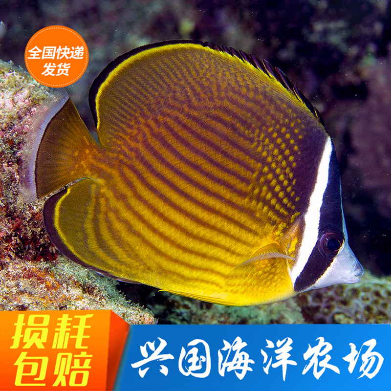 东方蝶 条纹蝴蝶鱼 黑头鲽 神仙鲽鱼 活体海水鱼 兴国海洋农场