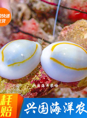 金环宝螺食藻红泥不吃珊瑚牛眼