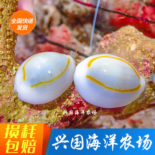 金环宝螺食藻红泥不吃珊瑚牛眼