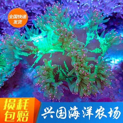 尼罗河珊瑚活体海水缸观赏兴国海