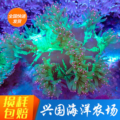 尼罗河珊瑚活体海水缸观赏兴国海