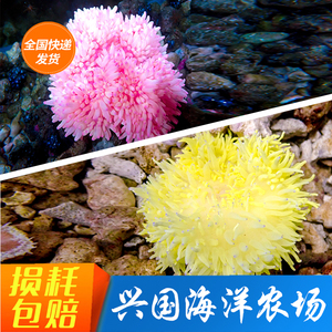黄金葵珊瑚海水海葵大个石葵