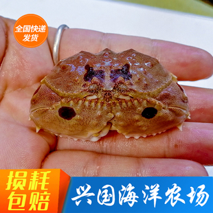 面包蟹红斑斗蟹 海水鱼活体螃蟹翻砂钻砂小螃蟹快递包活兴国海洋