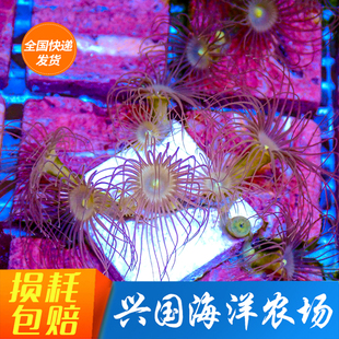 黄水螅息 绿纽扣海水大眼纽扣软体珊瑚食人魔混沌小丑鱼海水lps