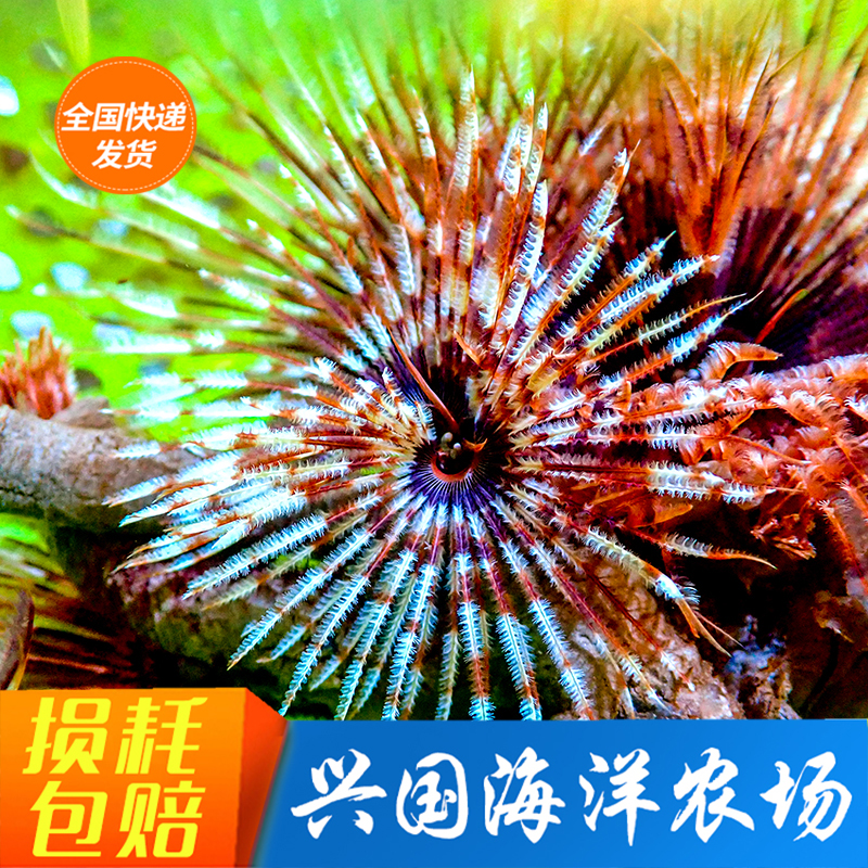 软管虫 活体管虫珊瑚软体动物长须羽毛海水鱼缸快递包活兴国海洋