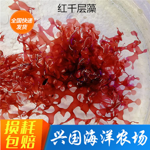 珊瑚缸活体红千层藻火焰藻海草