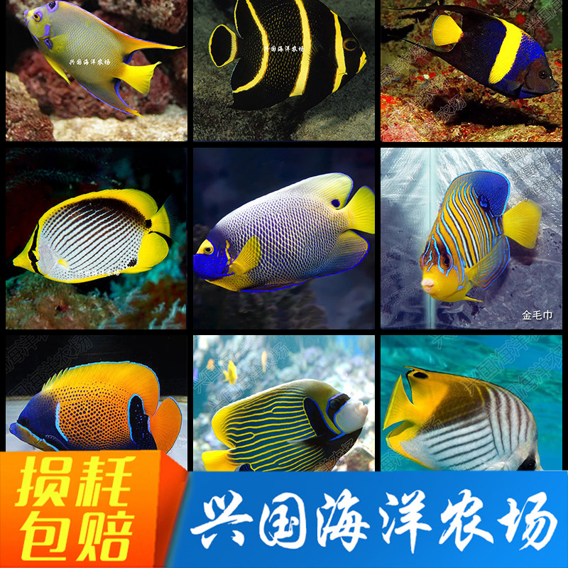 大仙蝶鲽黑色海水海水鱼皇后女王北斗国王神像澳仙白尾蓝环兴国海