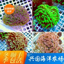 绿榔头珊瑚 双色榔头猪腰 海水观赏鱼海水鱼缸活体生物 快递LPS