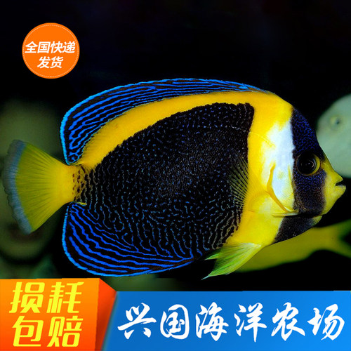 澳洲神仙女王皇后海水鱼蓝纹鲽鱼