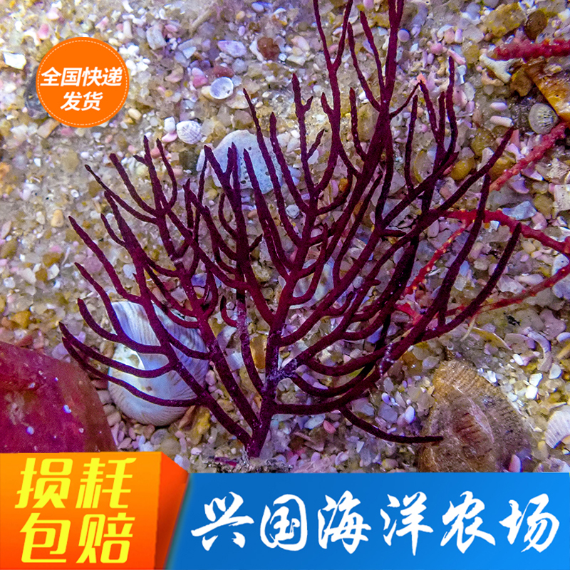 紫海树珊瑚nps活体彩色组合海缸