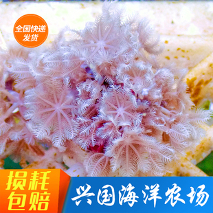 闪千手 活体海水珊瑚 白鬼爪澳洲日本斐济加勒比活体珊瑚快递包活