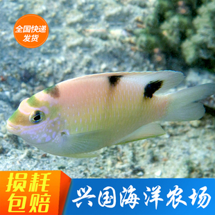 白魔 雀鲷青魔蓝魔黄肚黄尾蓝魔粉闯缸新手海水鱼活体观赏鱼小丑