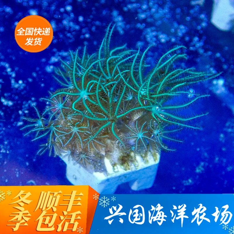 人工草皮荧光绿日本海水鱼缸珊瑚