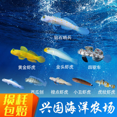 虾虎钻石哨兵蟋蟀雷达海水鱼快递